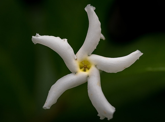 Confederate Jasmin