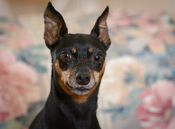 My Favorite Min Pin
