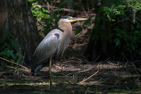 Great Blue Heron