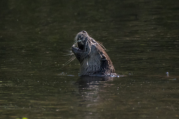 Otter