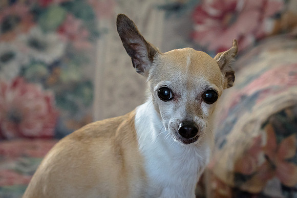 My Favorite Chihuahua