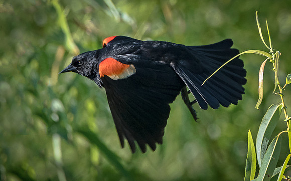 Red-winged Blackbird