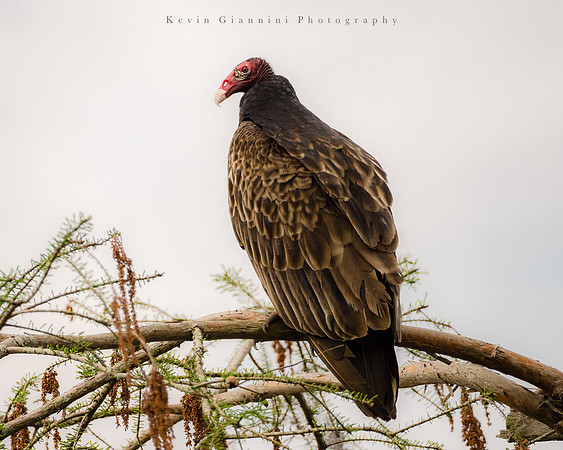 Turkey Vulture