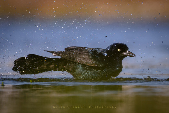 Common Grackle