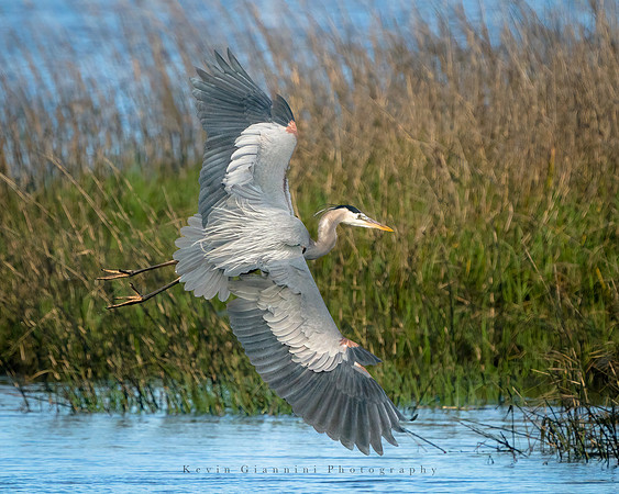 Great Blue Heron