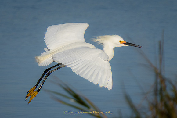 Snowy Egret