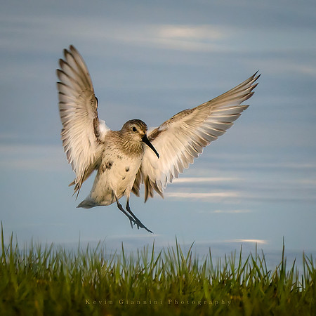 Dunlin