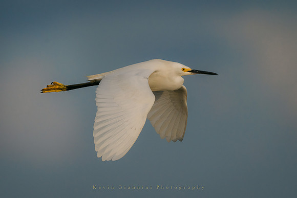 Snowy Egret