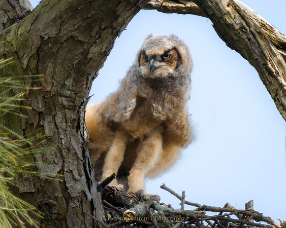 Great Horned Owlet