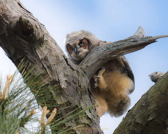 Great Horned Owlet