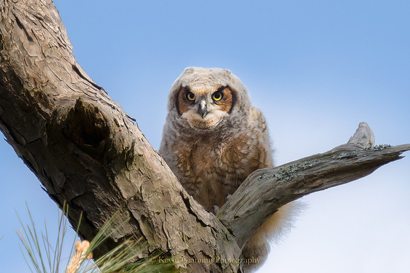 Great Horned Owlet