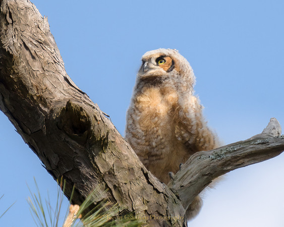 Great Horned Owlet