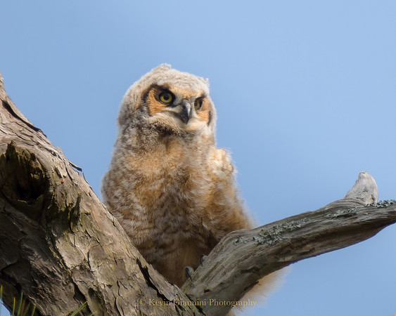 Great Horned Owlet