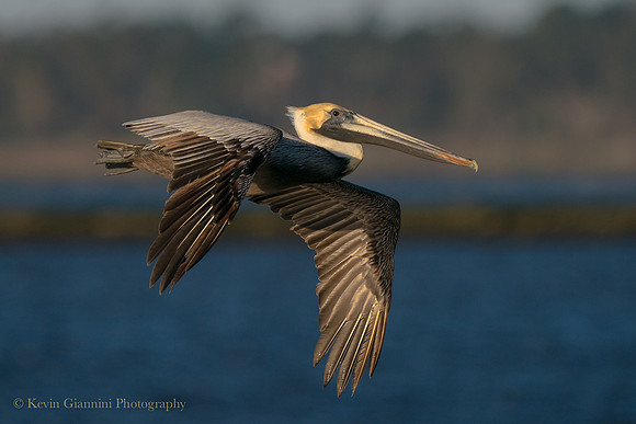 Brown Pelican