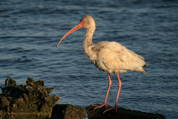 White Ibis