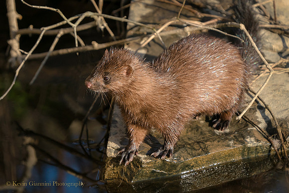 Mink