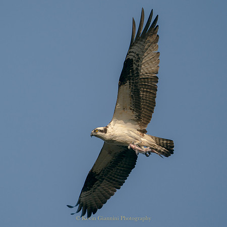 Osprey
