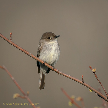 Eastern Phoebe