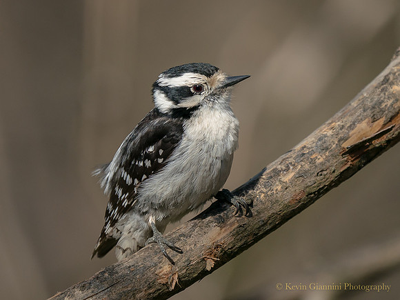 Downy Woodpecker
