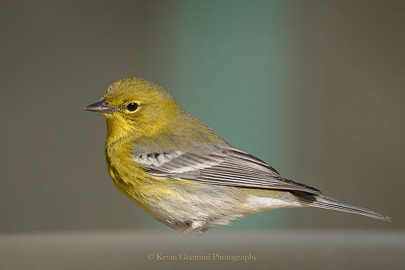 Pine Warbler
