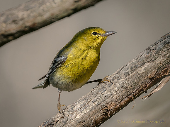 Pine Warbler