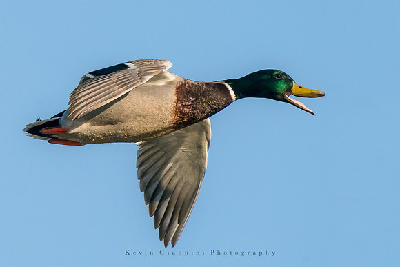 Mallard