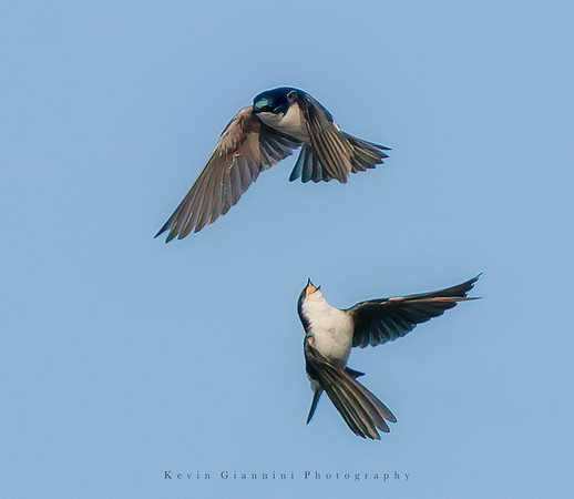 Tree Swallow
