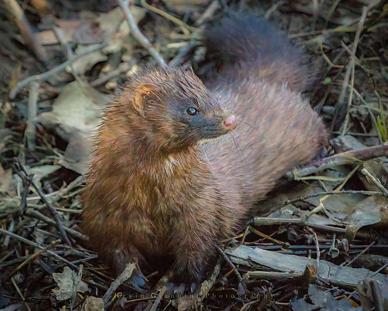 Mink