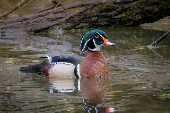 Wood Duck