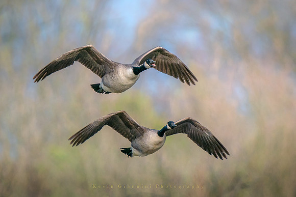 Canada Geese