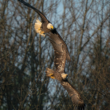 Bald Eagles