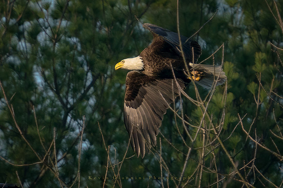 Bald Eagle