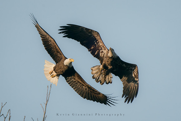 Bald Eagle