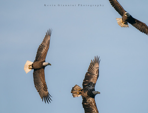 Bald Eagle