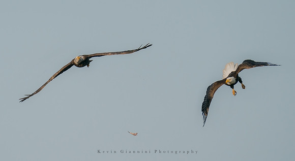 Bald Eagle
