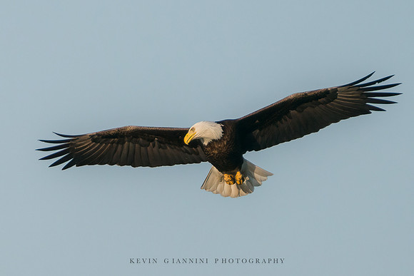 Bald Eagle