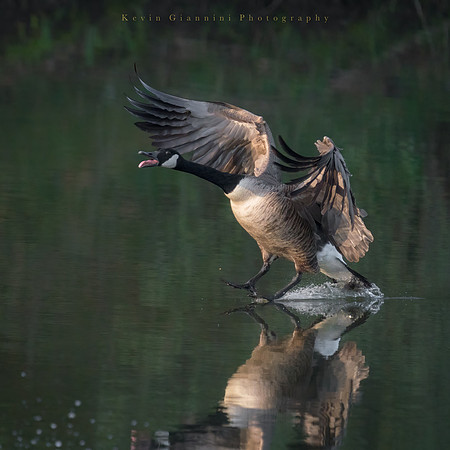Canada Geese