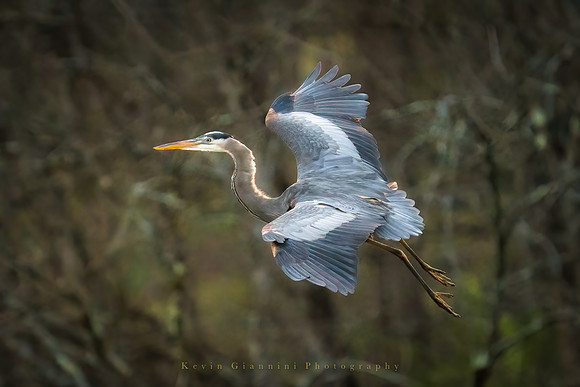 Great Blue Heron