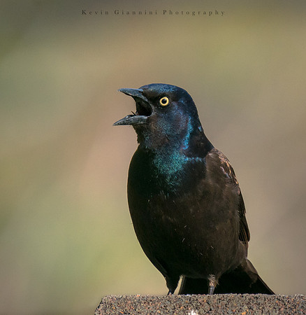 Common Grackle