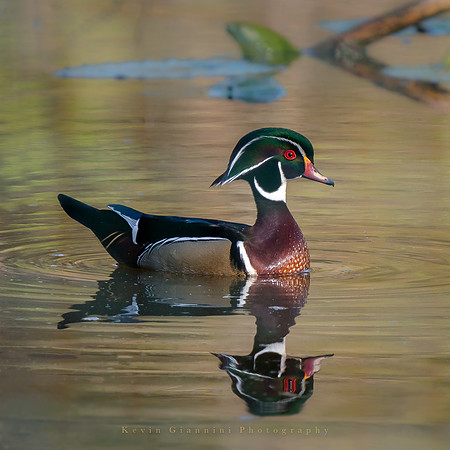 Wood Duck