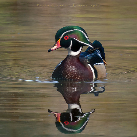 Wood Duck
