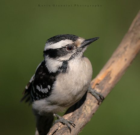 Downy Woodpecker
