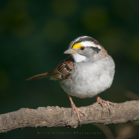 White-throated Sparrow