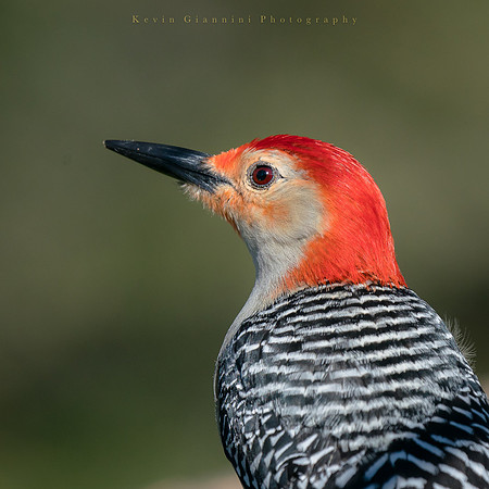 Red-belied Woodpecker