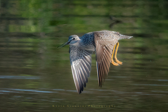 Greater Yellowlegs