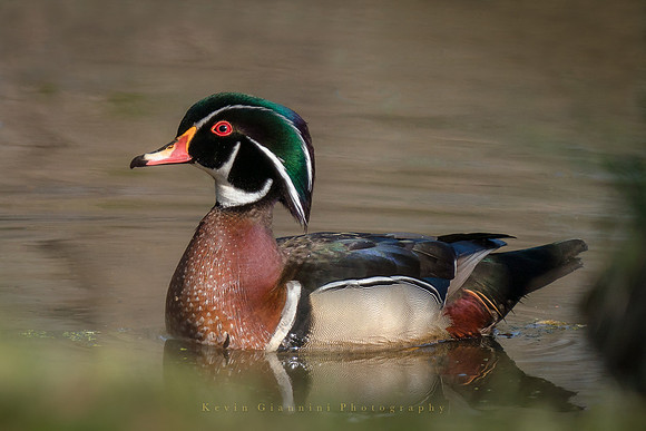 Wood Duck