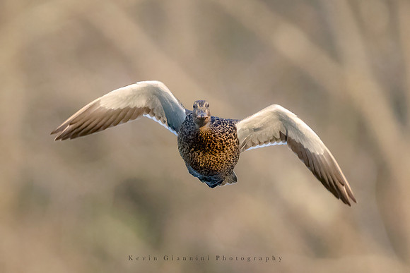 Mallard