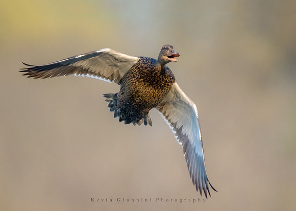Mallard