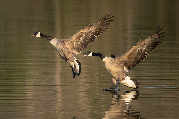 Canada Geese