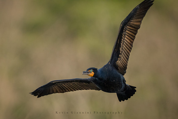 Cormorant
